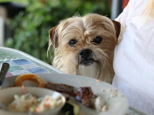 Toxic Foods for Dogs During the Holidays